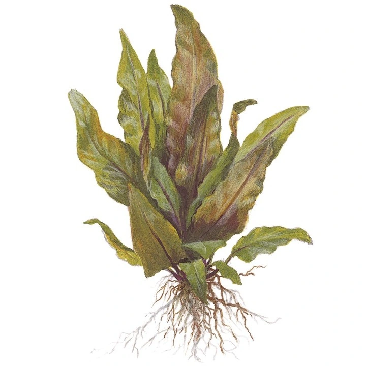 Tropica Akvarieplante i potte Cryptocoryne undulata broad leaves